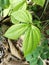Dioscorea hispida leaves, commonly called as theÂ Indian three-leaved yam